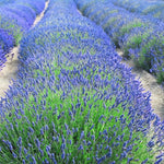 2 Lavender Plants Live Indoor, Lavandula Trees Live Plants for Planting, Fragrant Flowers Perennial, 4-6" Height Plugs (Hidcote Blue Lavender Plants)