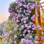 Rose Plant Live, Roses Bush for Outdoor Garden, 5-10 Inch Tall, Ornamental Flowering Shrub with Fragrant Blooms, Ready to Plant (Purple Rose)