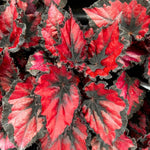 Exotic Red Begonia Plants Live, Rare Begonias Indoor Growing, Hanging Basket, Starter 5 to 9 Inc Tall