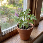2 Live Citronella Plants, Perennial Fragrant Citronella Herbs, 4-7 Inches, Ready to Grow Indoor Outdoor