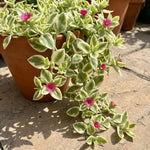 Variegated Ice Plant in 2'' Pot, Hardy Perennial Succulent Live Plant, Ground Cover Outdoor Garden 4-6 Inches