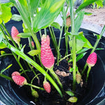 5 Shampoo Ginger Roots for Planting, Awapuhi Zingiber Zerumbet Fresh Ginger Rhizomes Perennial Garden Simple to Grow, Red Pinecone Ginger Lily Flowers