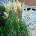 Set 2 Pampas Grass Plants Live Fully Rooted Pruned 5 to 9 Inches Tall, Ornamental Grasses Live Plants Perennial for Planting (Dwarf Blue)