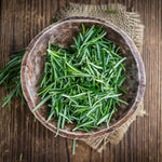 Live Rosemary Plants in 4'' Pot, Fragrant Upright Rosemary Starter 4-8 Inches, Hardy Outdoor Plant for Garden, Patio and Containers