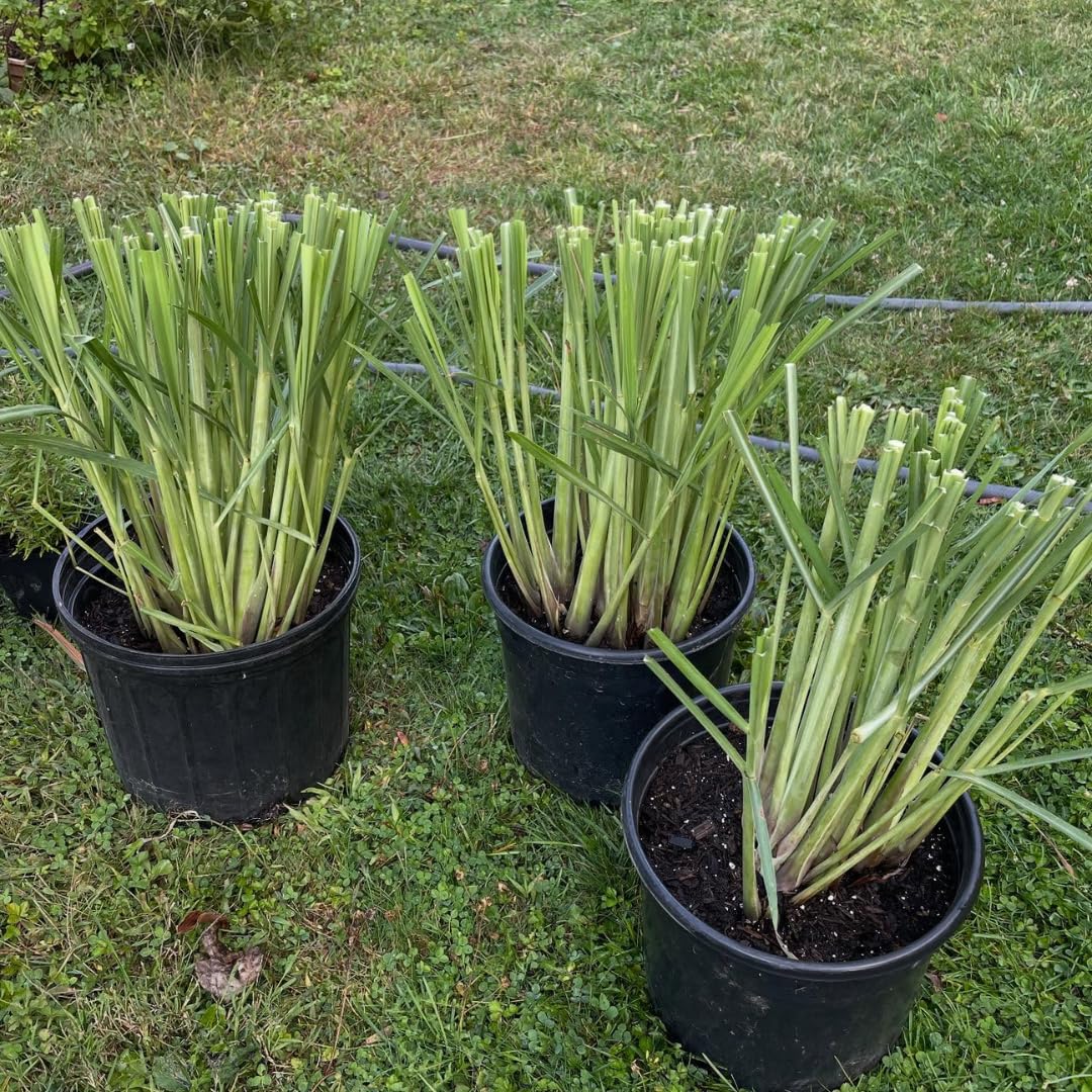 Pack 2 Fresh Stalks Lemongrass Plant Live Well-Rooted, Lemon Grass Plants for Outside, Lemon Grass Fresh, Lemongrass Stalk for Planting Herb