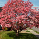 Dormant Dogwood Tree Live Plant, 9 Months Old 6-12 Inch Tall in Quart Pot, Dogwood Tree Potted, Perennial, Well Rooted Plants, Cold Hardy (Pink)