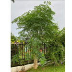 Moringa Tree Live Plant, Malunggay 6 to 8 Inc Tall Moringa Plants Live, Drumstick Horseradish Tree, Herb Moringa Plants to Plant Outdoor