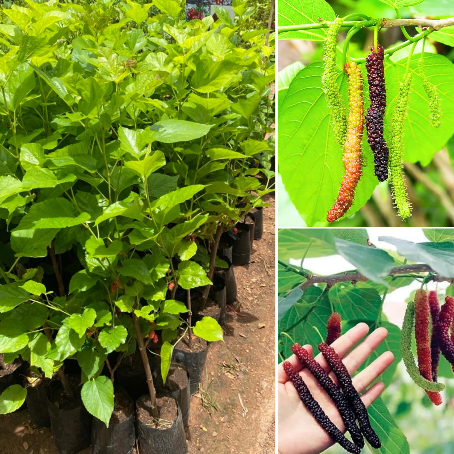 2 Mulberry Plants Live to Grow, 5-9 Inch Height, Sweet Mulberry Trees Live Seedlings, Edible Mulberries Fruit Plant to Grow Your Garden, No Pot (Pakistan Mulberry)