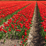 25 Tulip Bulbs for Spring Planting, Red Tulip Bulbs for Fall Planting, Flower Bulbs Growing