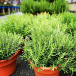 Rosemary Live Plant, 8 Months Old Rosemary Potted 6 to 8'' Tall, Fragrant Herb Plant for Outdoor Planting, 2 Plants per Pot
