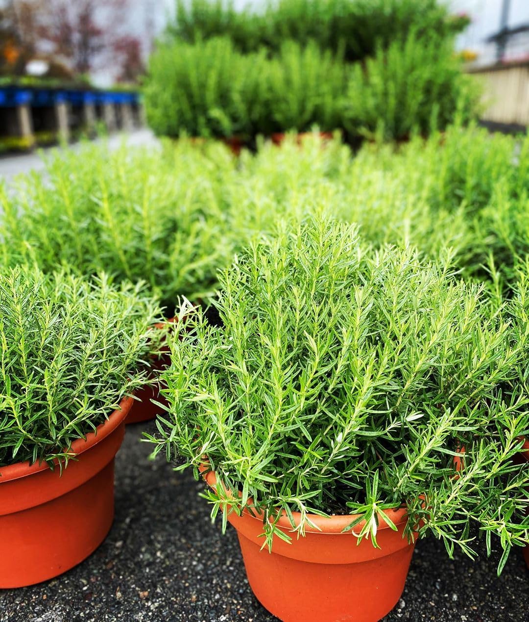 Rosemary Live Plant, 8 Months Old Rosemary Potted 6 to 8'' Tall, Fragrant Herb Plant for Outdoor Planting, 2 Plants per Pot