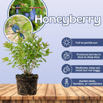 Blue Honeyberry Live Plant, Haskap Honey Berry Plant, 6-8 Inches Tall, Edible Berries for Outdoor Growing