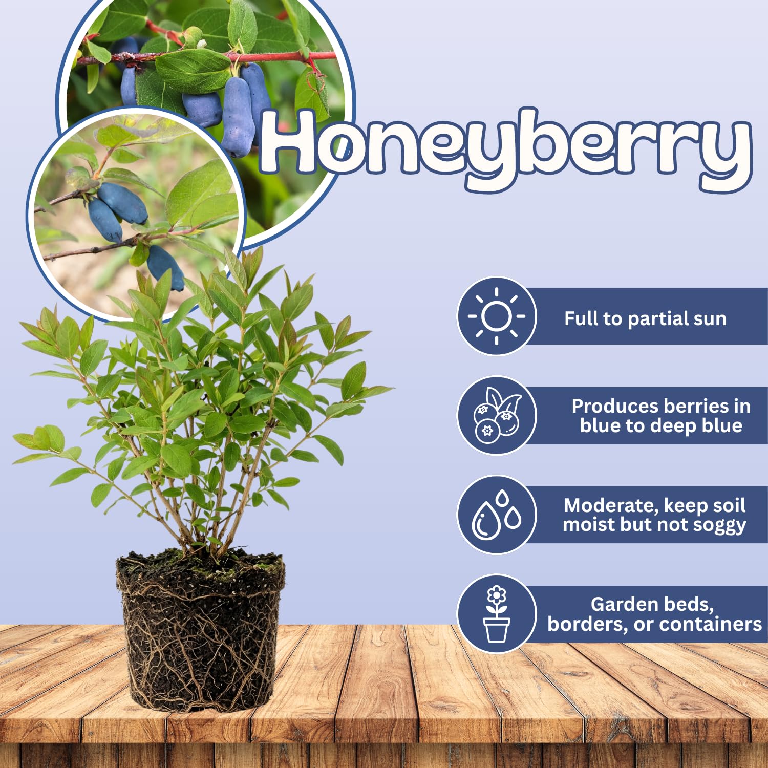 Blue Honeyberry Live Plant, Haskap Honey Berry Plant, 6-8 Inches Tall, Edible Berries for Outdoor Growing