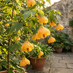 2 Yellow Abutilon Plants 4-8" Tall, Trailing Lantern Flowering Vine for Patio, Containers and Outdoor, Hardy Bell Shaped Flowers Shrubs