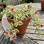 Variegated Ice Plant Live, Perennial Ice Plant Ground Cover for Planting 2 Inch Pot, Baby Sun Rose Plants