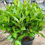 Sweet Bay Leaf Live Plants Trees, Laurus Nobilis Bay Leaf Tree, Bayleaf Plant, Size 5 to 12 Inches Tall, No Pot