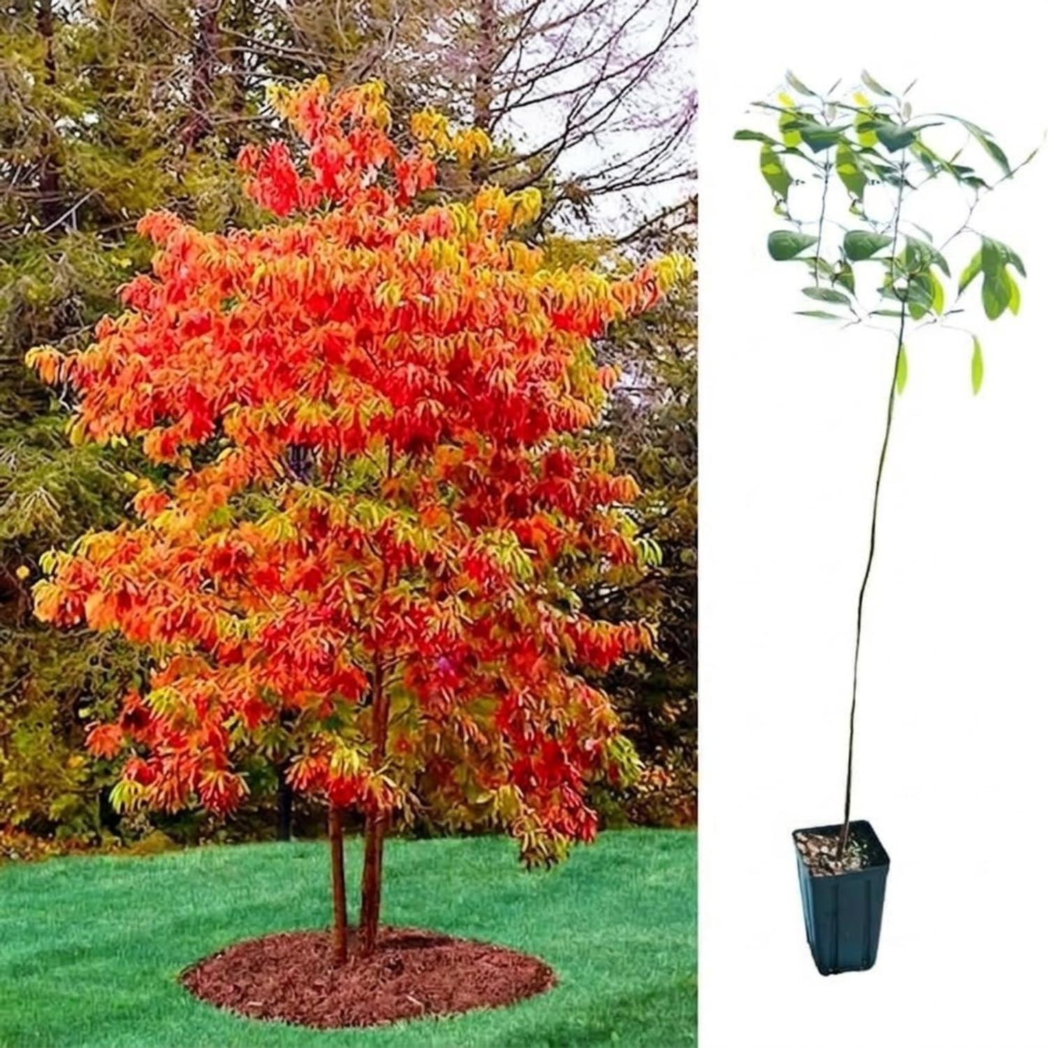 Live Sassafras Tree Seedling, Quart Pot, Sassafras Plant Live, Fragrant Leaves Autumn Foliage, 7-15" in Tall