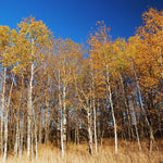 Quaking Aspen Tree Live Plant, Aspen Seedling, 18 to 24 Inc Tall Shrub Plant
