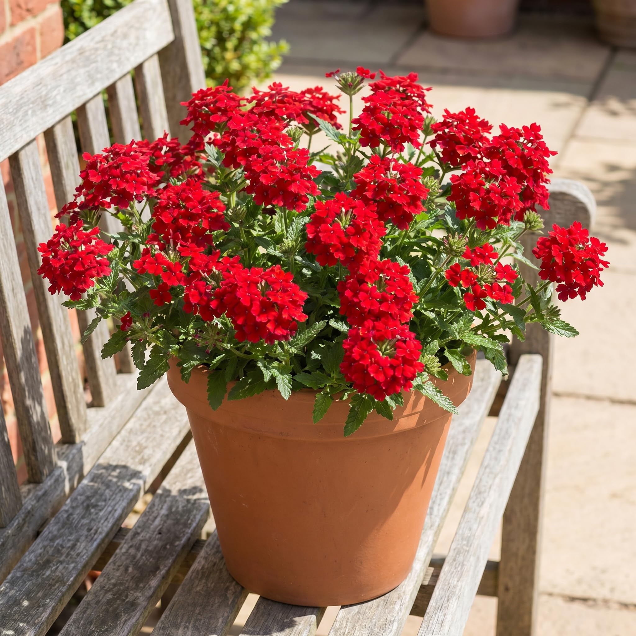 2 Red Verbena Live Plants, Trailing Verbena Plants for Planting Outdoor, Perennial Ground Cover Flowers 4-7 Inches