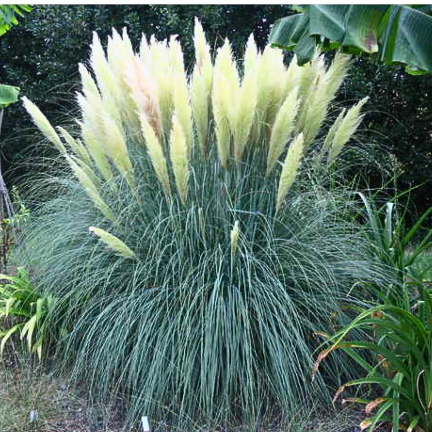 Set 2 Pampas Grass Plants Live Fully Rooted Pruned 5 to 9 Inches Tall, Ornamental Grasses Live Plants Perennial for Planting (Dwarf Blue)
