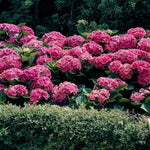Hydrangea Bush Tree Plants Live, 5-9" Tall, No Pot, Dormant in Winter, Change Color Perennial Planting Indoor Outdoor, Long Lasting Blooms Flower (Pink to Blue)