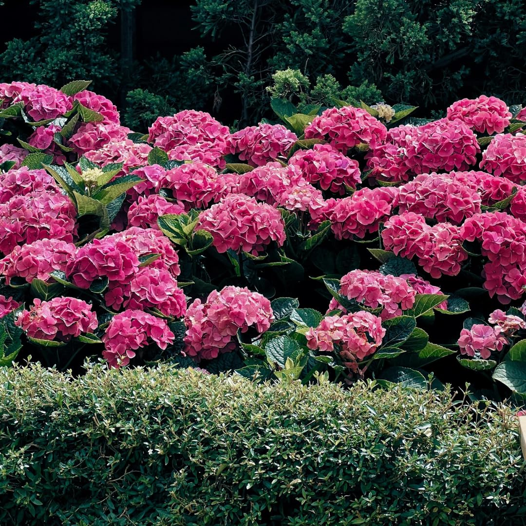 Hydrangea Bush Tree Plants Live, 5-9" Tall, No Pot, Dormant in Winter, Change Color Perennial Planting Indoor Outdoor, Long Lasting Blooms Flower (Pink to Blue)