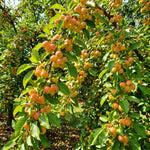 Crabapple Tree Live Plant, Red Apple Fruit Tree, 6 to 10 Inches Tall, Crabapple Tree for Outdoor Growing