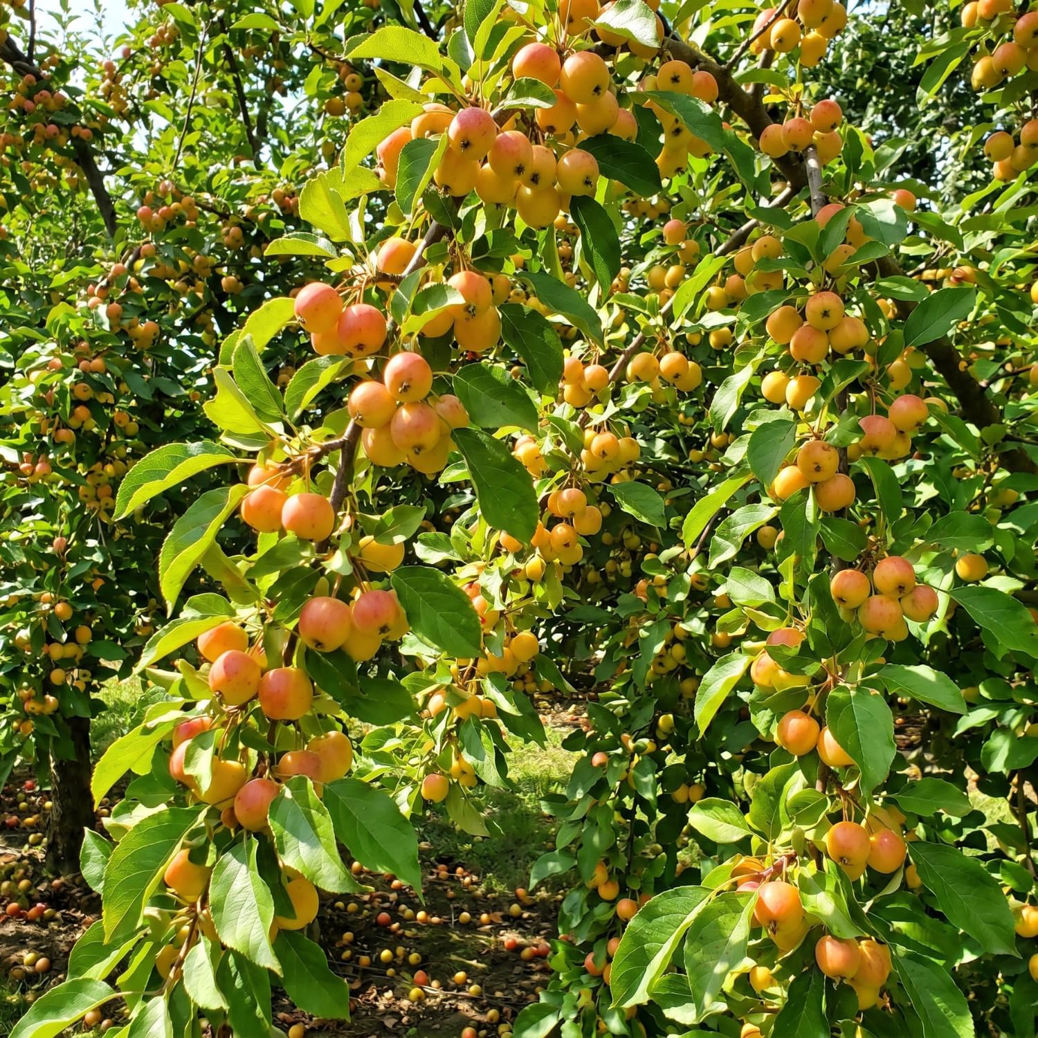 Crabapple Tree Live Plant, Red Apple Fruit Tree, 6 to 10 Inches Tall, Crabapple Tree for Outdoor Growing