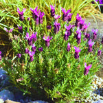 Pack 2 Lavender Plants Live Indoor, Lavandula Trees Live Plants for Planting, Fragrant Flowers Perennial, Plugs 4-7" Tall Well-Rooted (Spanish Lavender)