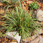 Set 2 Mondo Grass Live Plant, Ornamental Grass for Outdoor Planting, Low Maintenance Shrub, 4 to 6 Inches Tall