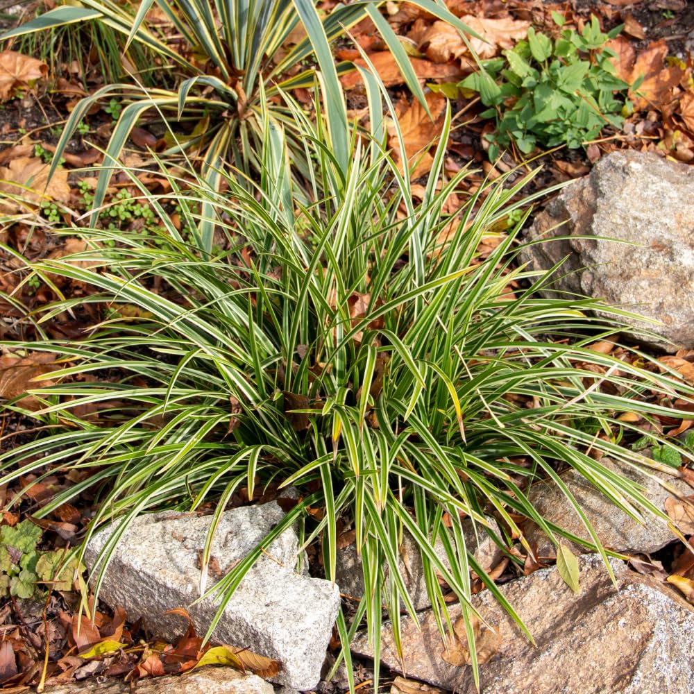 Set 2 Mondo Grass Live Plant, Ornamental Grass for Outdoor Planting, Low Maintenance Shrub, 4 to 6 Inches Tall
