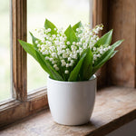 5 Lily of The Valley Roots, White Lilies of The Valley Flower Bulbs, Indoor Outdoor Planting