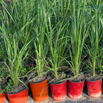 No Pot, 6 Lemon Grass Plants Live, 4-10 Inc Tall Well Rooted, Lemongrass Plants for Outside Planting, Fragant Herb Lemongrass Planting