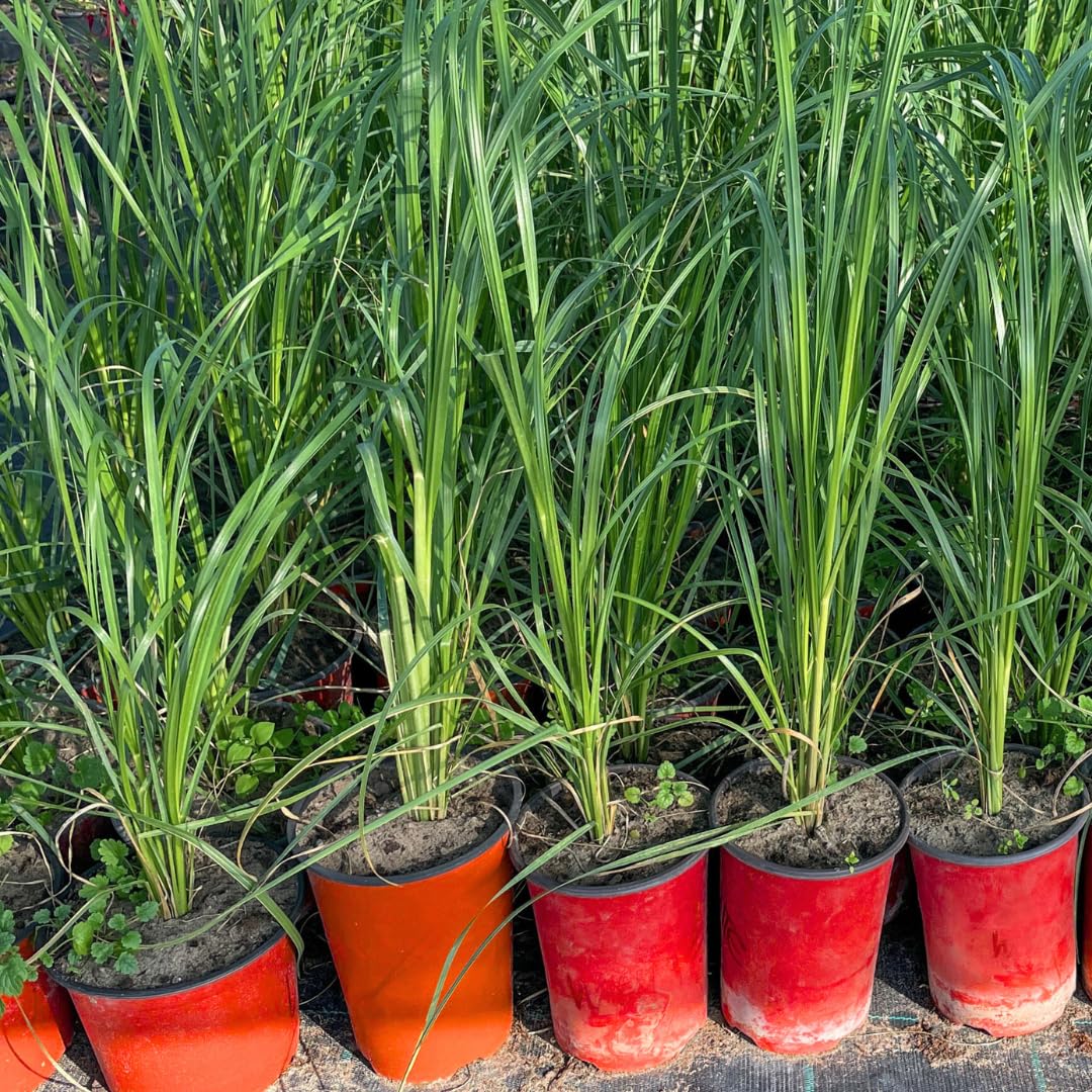 No Pot, 6 Lemon Grass Plants Live, 4-10 Inc Tall Well Rooted, Lemongrass Plants for Outside Planting, Fragant Herb Lemongrass Planting
