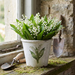 10 Lily of The Valley Bulbs, White Fragrant Lily Flower Roots, Perennial Lilies of The Valley Flowering Plants