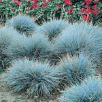 Combo 2 Fescue Blue Grass Live Plants in 4 Inches Pot, Oramental Grass for Gardening Lawn Patio, 2 Plants Per Pot