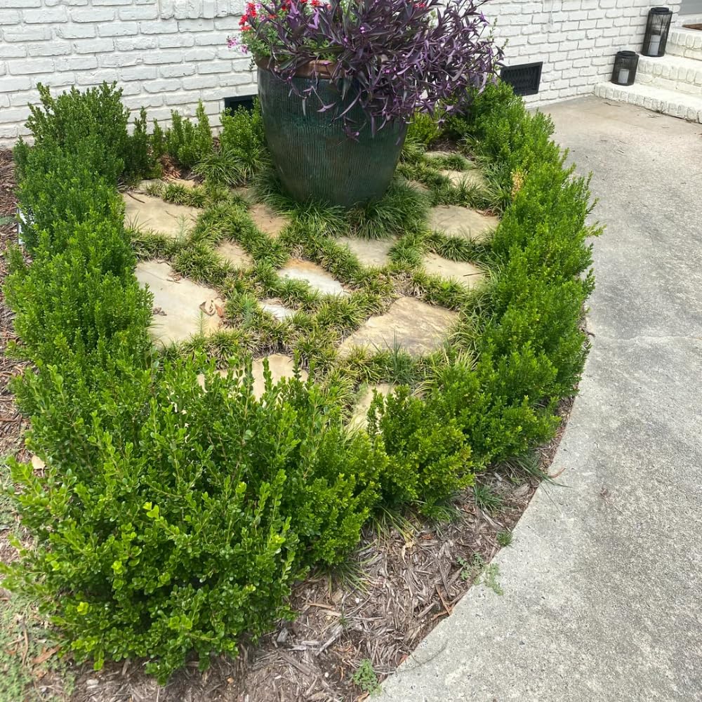 Pack of 2 Dwarf Mondo Grasses Plant, Ornamental Grass Live Plants, Perennial Grass Plant, 3-5 Inc Tall, Ground Cover, Hardy Ornamental Grass for Shade Garden Landscaping