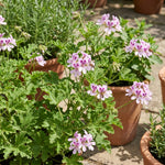 Set 2 Citronella Live Plants 4-7 Inches, Fragrant Citronella Geranium for Growing Outdoor Garden