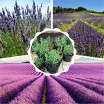 2 Lavender Plants Live Flower, Lavandula Perennial Starter Plants Plugs, 4-8" Tall for Planting Indoor Outdoor (Mix Lavender)