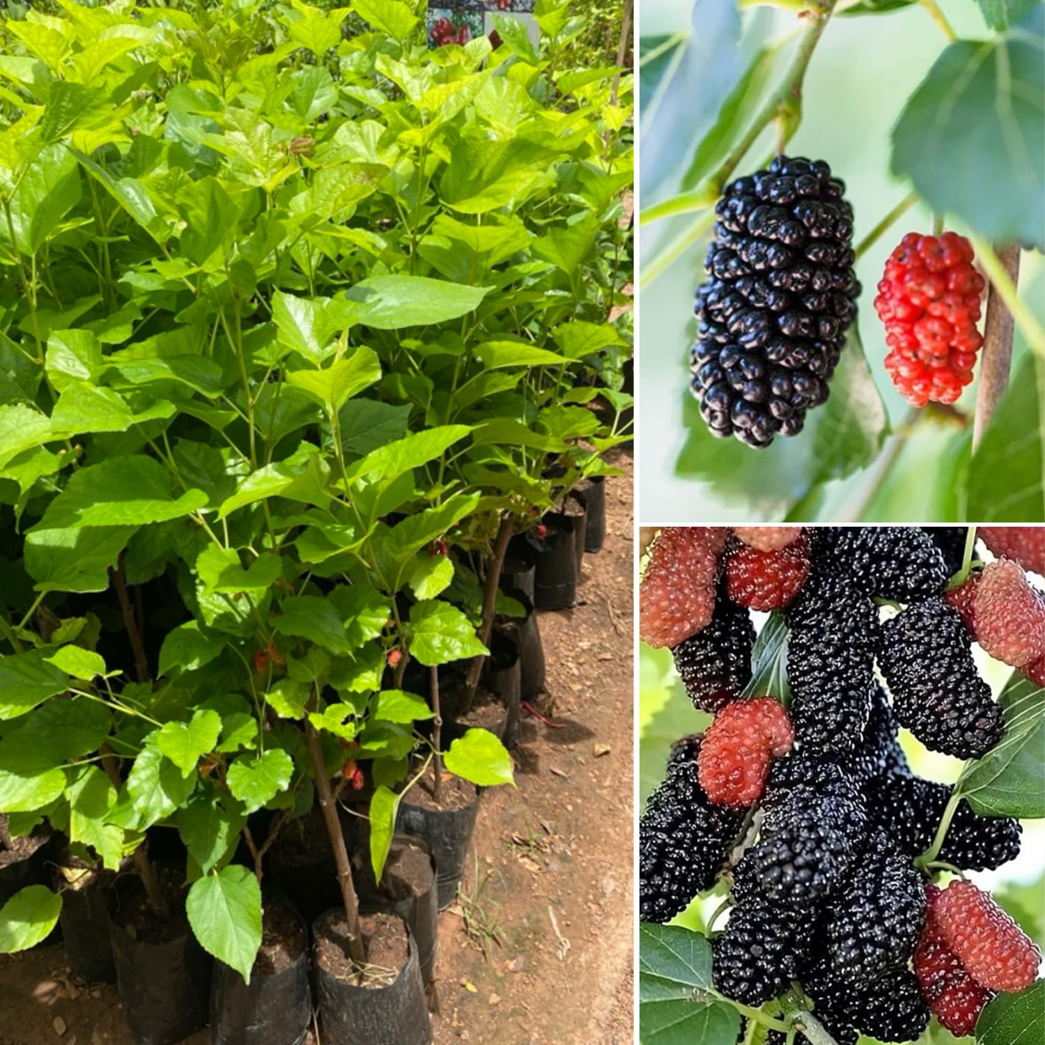 Mulberry Tree Live Plant, 5 to 8 Inch Tall, Sweet Mulberry Plant Live Seedling, No Pot, Edible Mulberries Fruit Tree Plant (Illinois Everbearing Mulberry)