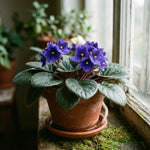 African Violet Plant Live in 4 Inch Pot, Indoor Flowering Houseplant, Compact Blooming Plant for Home or Office (Blue Blooms)