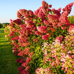 Hydrangea Bush Tree Plants Live, 5-9" Tall, No Pot, Dormant in Winter, Change Color Perennial Planting Indoor Outdoor, Long Lasting Blooms Flower (Pink White)