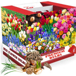 Pack of 30 Mix Flowers Bulbs for Spring Planting, Ranunculus Bulbs for Planting, Spring Blooms Vibrant Perennial Bulbs for Garden Borders (Mix Bulbs)