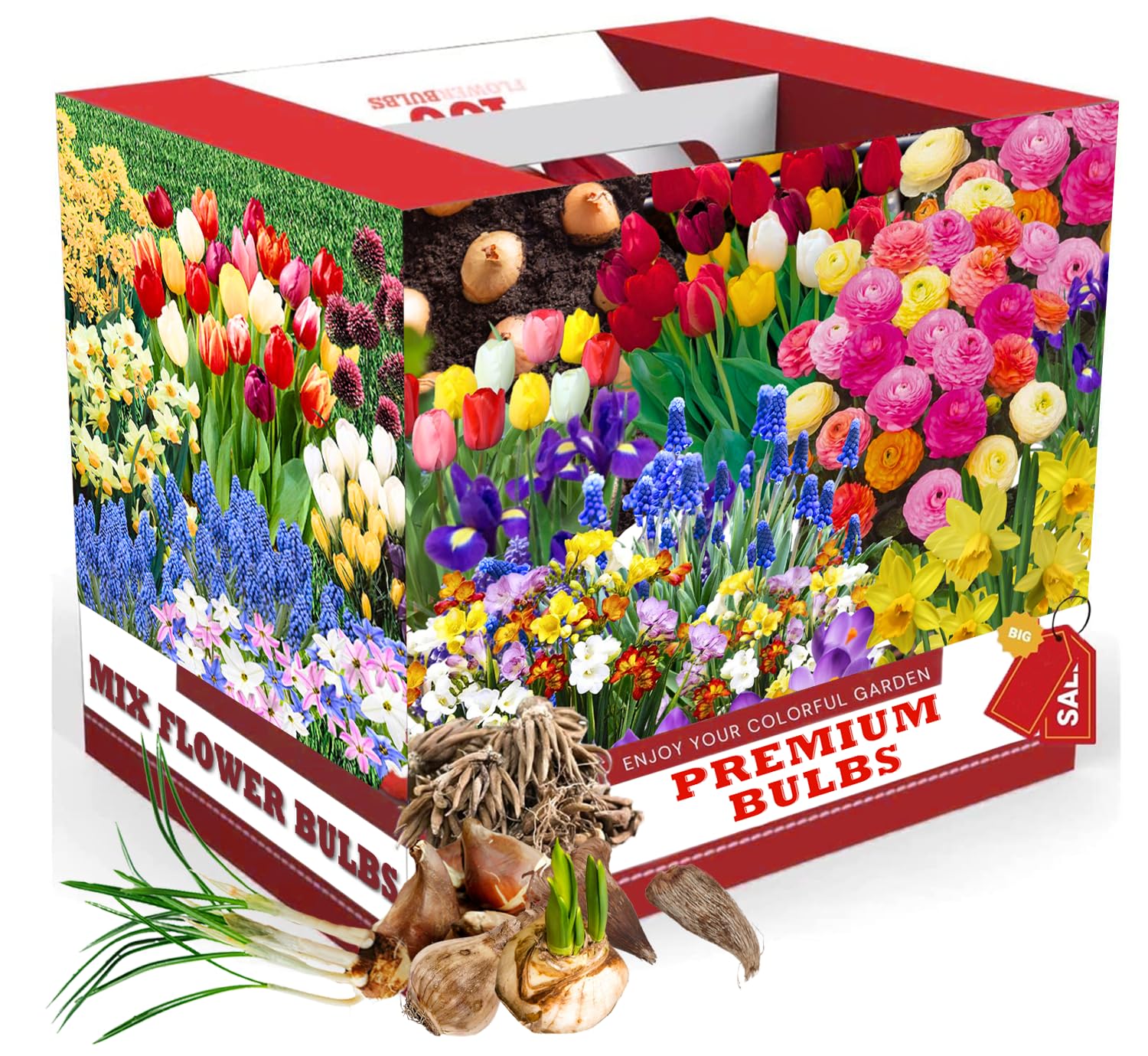 Pack of 30 Mix Flowers Bulbs for Spring Planting, Ranunculus Bulbs for Planting, Spring Blooms Vibrant Perennial Bulbs for Garden Borders (Mix Bulbs)