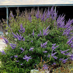 Blue Chaste Vitex Live Plant 4-8 Inches Tall, Chaste Plant, Blue Chastes Vitex Tree, Fragrant Purple Flowering Shrub, Flower Plant for Home Decoration