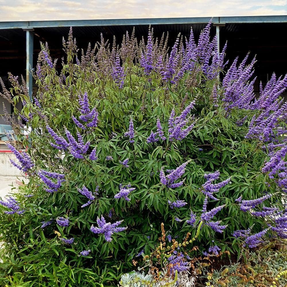 Blue Chaste Vitex Live Plant 4-8 Inches Tall, Chaste Plant, Blue Chastes Vitex Tree, Fragrant Purple Flowering Shrub, Flower Plant for Home Decoration
