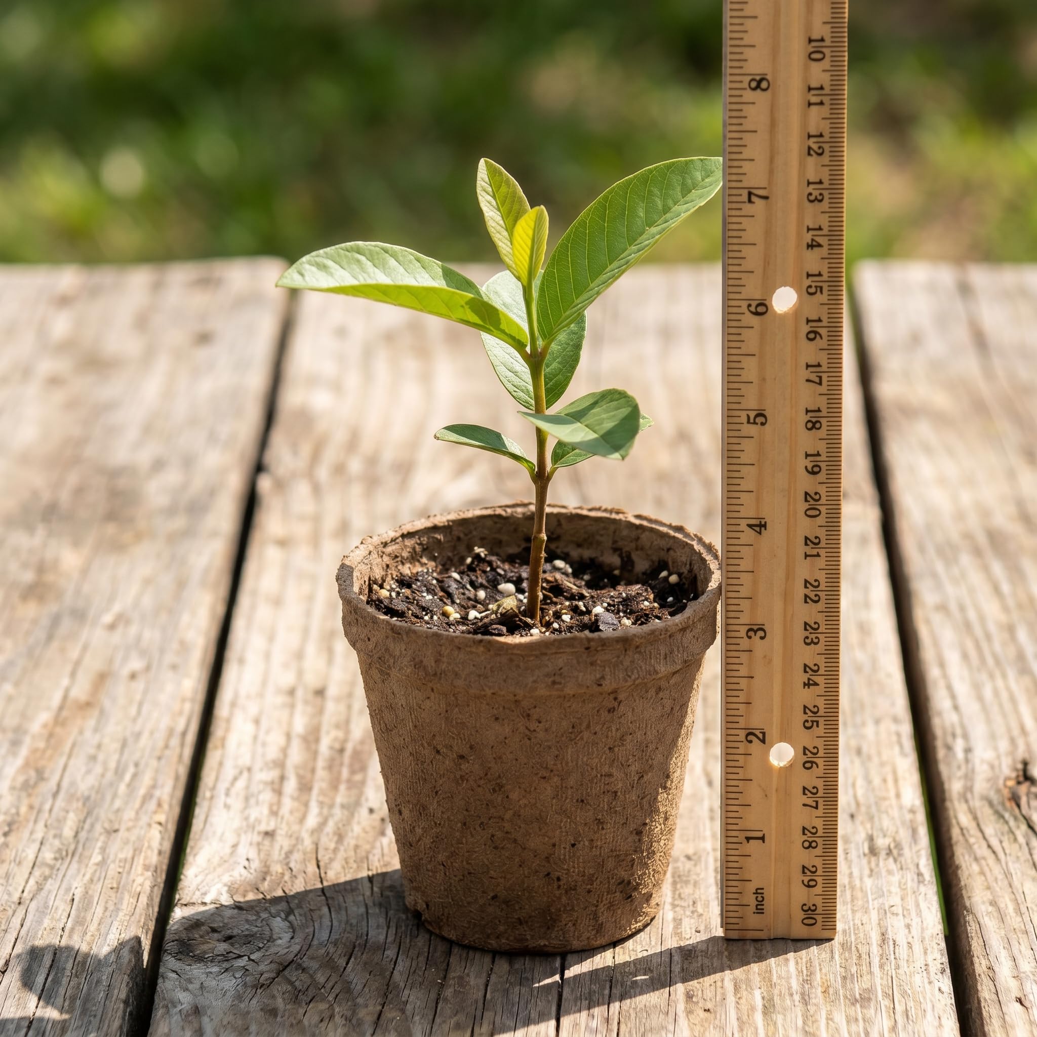 White Guava Plant Live 4-8 Inch Tall, Sweet Tropical Guava Fruit Tree Seedling, Garden and Container Growing