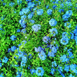 Blue Plumbago Live Plant, 4-6 Inches Tall in 4 Inch Pot, Plumbago Vine Plant for Planting, Vibrant Flowering Starter Plant