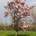 Ann Magnolia Plant Live, 5 to 7 Inches Tall, Magnolia Tree Live Plant for Gardening Shrub Plant