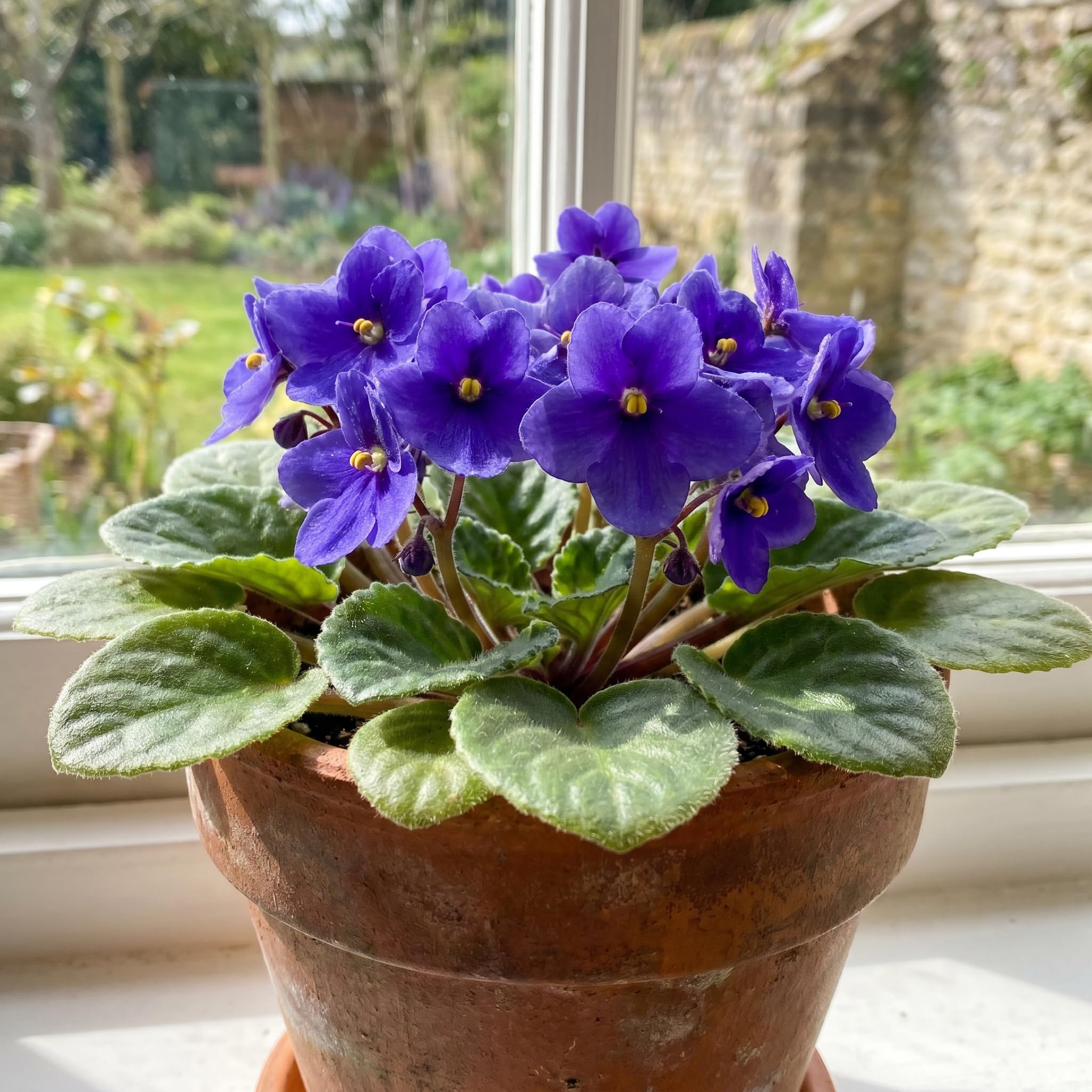 African Violet Plant Live in 4 Inch Pot, Indoor Flowering Houseplant, Compact Blooming Plant for Home or Office (Blue Blooms)